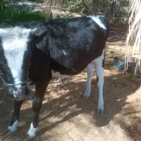 فروشی|حیوانات مزرعه|مهرستان, |دیوار