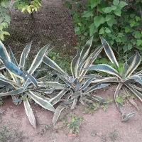 اگاو۲۰۰|گل و گیاه طبیعی|لاهیجان, لاشیدان|دیوار