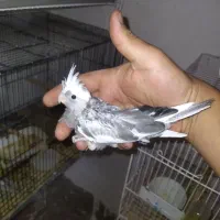 20جفت فنچ نرگسی و زبرا|پرنده|کاشمر, |دیوار