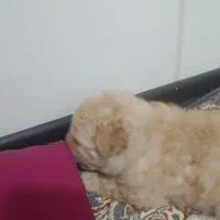 واگذاری توله سگ شیتزو پامرین