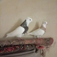کفتر بوینی کلفه سرول