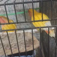 فروش ویژه|پرنده|تربت جام, جامی|دیوار