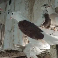 انواع کبوتران پا.پری