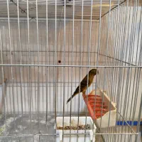 پرنده فروشی طاها|پرنده|فسا, |دیوار