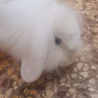 خرگوش مفت مفت