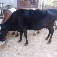 گاو فروشی یا معاوضه راور|حیوانات مزرعه|راور, |دیوار