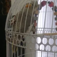 عروس هلندی ماده با قفس