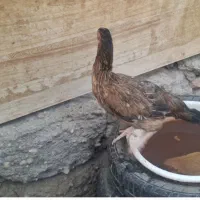 مرغ  محلی  دورگه  اصل سنگین وزن
