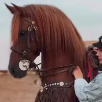 اسب عرب سواری دار