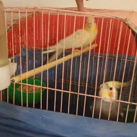 عروس هلندی