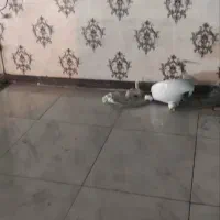 اجاره مغازه دردشت|اجارهٔ مغازه و غرفه|اصفهان, سرچشمه|دیوار