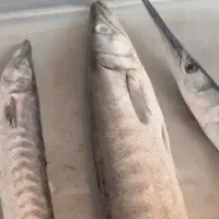 ماهیگیری