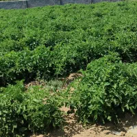 به چند نفر برای گوجه چینی نیازمندیم