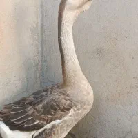 قو غاز