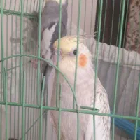 عروس هلندی مولد دستی|پرنده|محلات, |دیوار