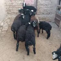 بره نروماده