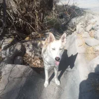 فروش سگ هاسکی