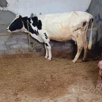 گاو با گوساله نر