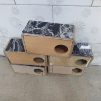 تعدادی لونه مرغ عشق یا فنج  یا طوطی برزیلی