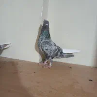 گلی دم سفید|پرنده|شبانکاره, |دیوار