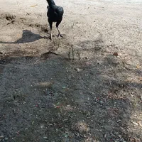 تعداد6عددمرغ بفروش میرسد...|حیوانات مزرعه|میناب, |دیوار