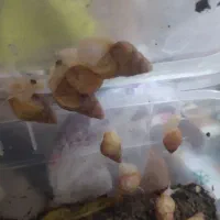 حلزون آلبینو مولد|خزنده|مشهد, عبادی|دیوار