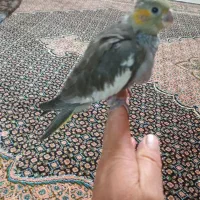 عروس هلندی ۱۵ روز ه سرلاک میخوره