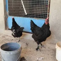 مرع تخم گذار