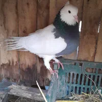 کبوتر طوقی سالم