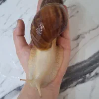 حلزون
