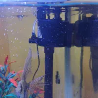 آکواریوم|ماهی|سهند, |دیوار