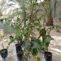 گل کاغذی|گل و گیاه طبیعی|قشم, |دیوار