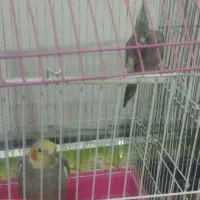 عروس هلندی جوان  ومولد