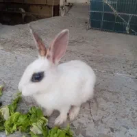 خرگوش سفید۵۰۰ تومن