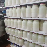 دوغ نهره مایان