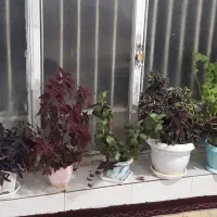 تعدادی گل خانگی وآینه کنسول