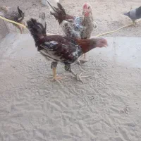 جوج خروس