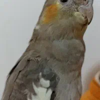 عروس هلندی شیطون وسرحال  ماده