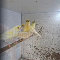 قناری|پرنده|قشم, |دیوار