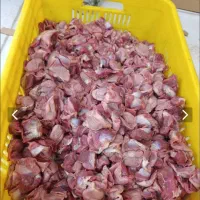 مرغ ارزان روز