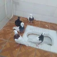 پنج پرنده تمیزوسالم|پرنده|طبس, |دیوار