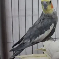 عروس هلندی طلایی|پرنده|قم, قم نو|دیوار