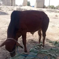 یه عدد گاو ماده یه عدد گاو نر خوب و داشتی