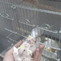 عروس هلندی
