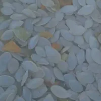 کدو تنبل و تخمه کدو درجه یک|خوردنی و آشامیدنی|ایلخچی, |دیوار