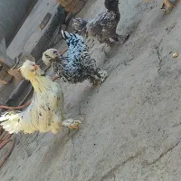 مرغ و خروس سلطان|حیوانات مزرعه|ملایر, |دیوار