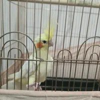 عدوس هلندی لوتینو