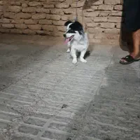 سگ پا کوتاه فروشی|سگ|بم, |دیوار