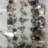 کفتر پرشی هوایی