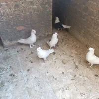 کبوتر ساتن سفید ، دوکت سیاه و چپ سرخ